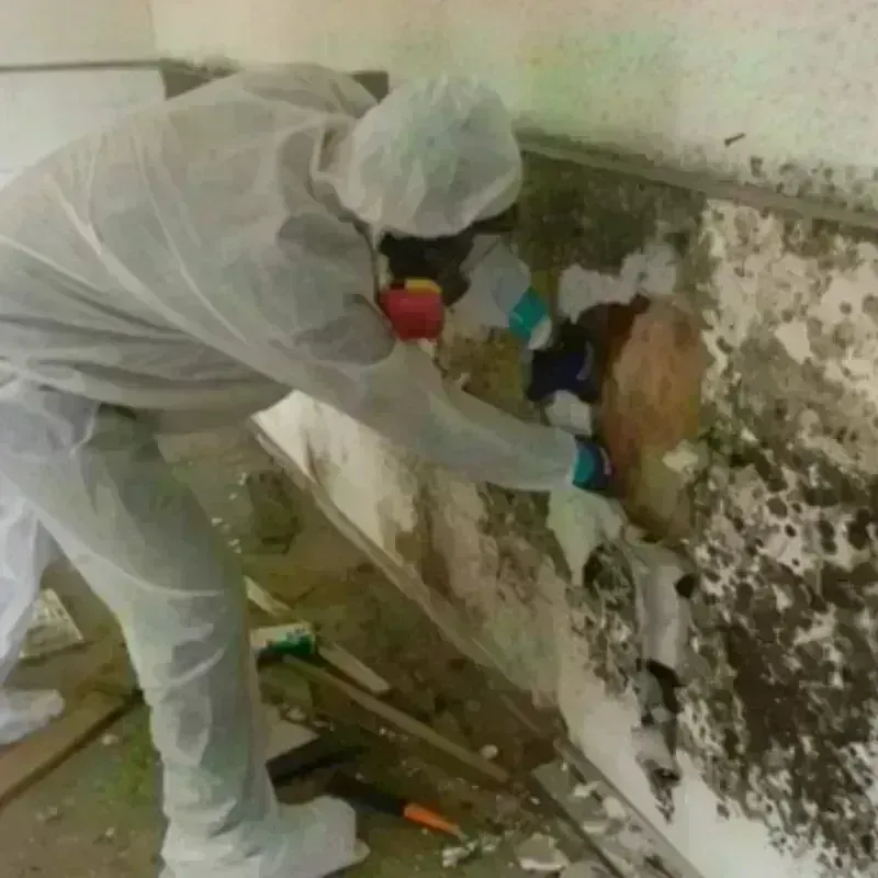 Mold Remediation and Removal in Chesterville, ME